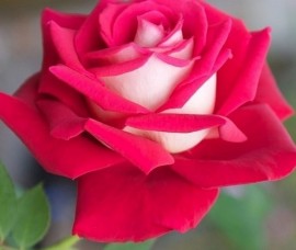 Trandafir teahibrid Osiria Rna